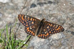 Euphydryas intermedia