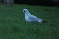 Chroicocephalus ridibundus