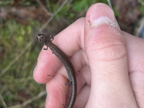 iNaturalist observation photo of California Slender Salamander