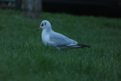 Chroicocephalus ridibundus