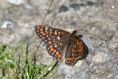 Euphydryas intermedia
