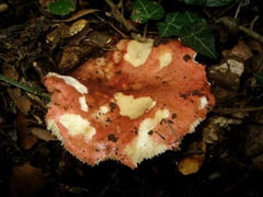 Russula maculata