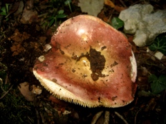 Russula maculata