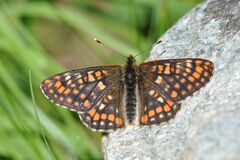 Euphydryas intermedia