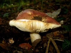 Russula maculata