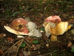 Russula maculata