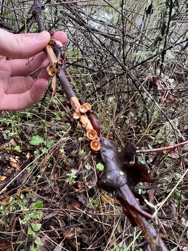 iNaturalist observation photo of common bird's nest fungus