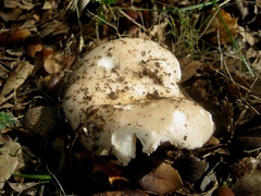 Russula ilicis
