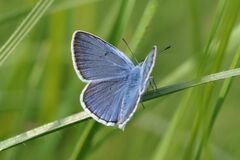 Polyommatus amandus
