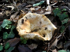 Russula ilicis