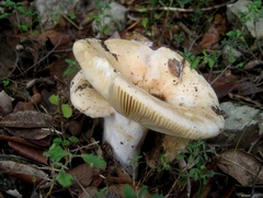 Russula ilicis