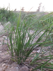 Carex dimorpholepis
