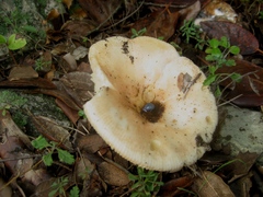 Russula ilicis
