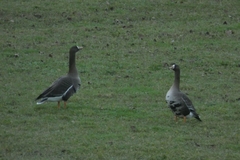Anser albifrons