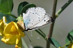 Iolana iolas