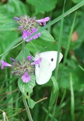 Pieris brassicae