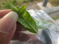 Sarucallis kahawaluokalani