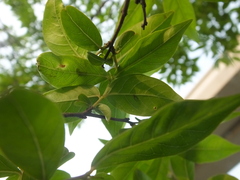 Sarucallis kahawaluokalani