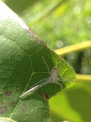 Gephyrellula violacea