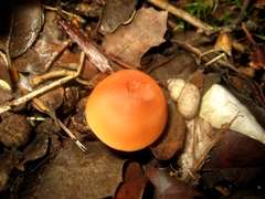 Lactarius atlanticus