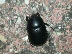 Pentodon bidens punctatus