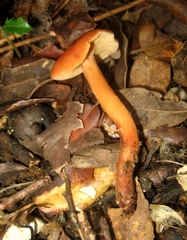 Lactarius atlanticus