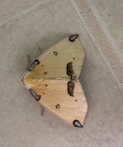Microsema plagiata