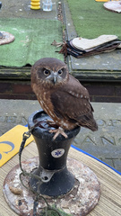 Ninox novaeseelandiae