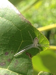 Gephyrellula violacea