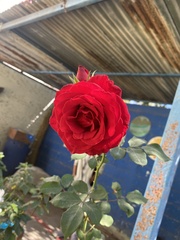Rosa