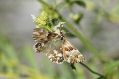 Muschampia lavatherae