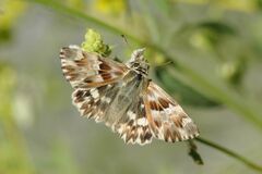 Muschampia lavatherae