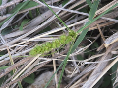 Carex leiorhyncha