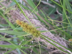 Carex neurocarpa