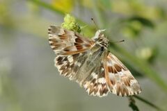 Muschampia lavatherae