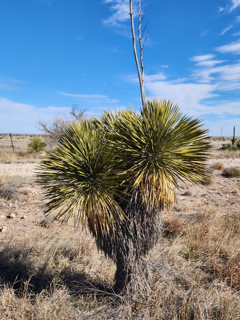 soaptree yucca from Hope, NM 88250, USA on February 4, 2023 at 10:07 AM ...