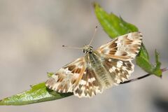 Muschampia lavatherae