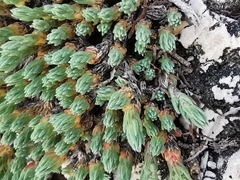 Camphorosma monspeliaca