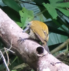 Dryobates passerinus