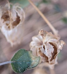 Physalis crassifolia