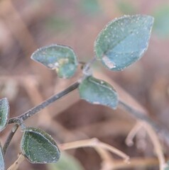 Physalis crassifolia