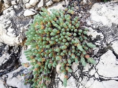 Camphorosma monspeliaca