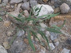 Atriplex patens