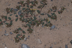 Euphorbia serrula