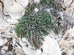 Camphorosma monspeliaca