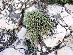 Camphorosma monspeliaca