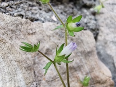 Campanula erinus