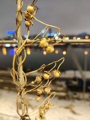 Convolvulus arvensis