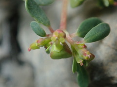 Euphorbia cryptorubra