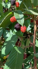 Rubus adenotrichos